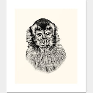 Tufted capuchin Posters and Art